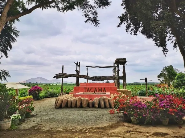 Traditional treading floor with a wooden beam press and clay pisco jars at a winery in the Ica valley