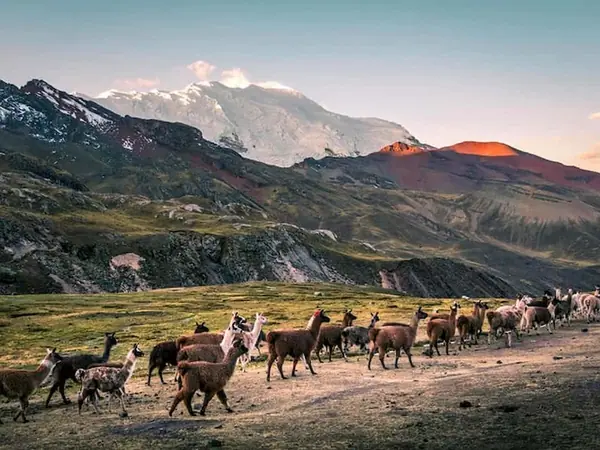 Dirt trail up to Vinicunca with hikers and alpacas grazing in the valley